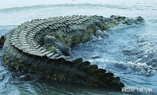 鳄梦岛,神秘热带天堂的奇幻之旅